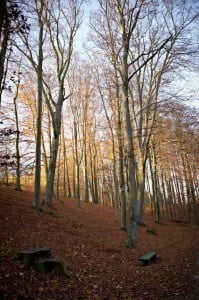 złota polska jesień, park, liście, 